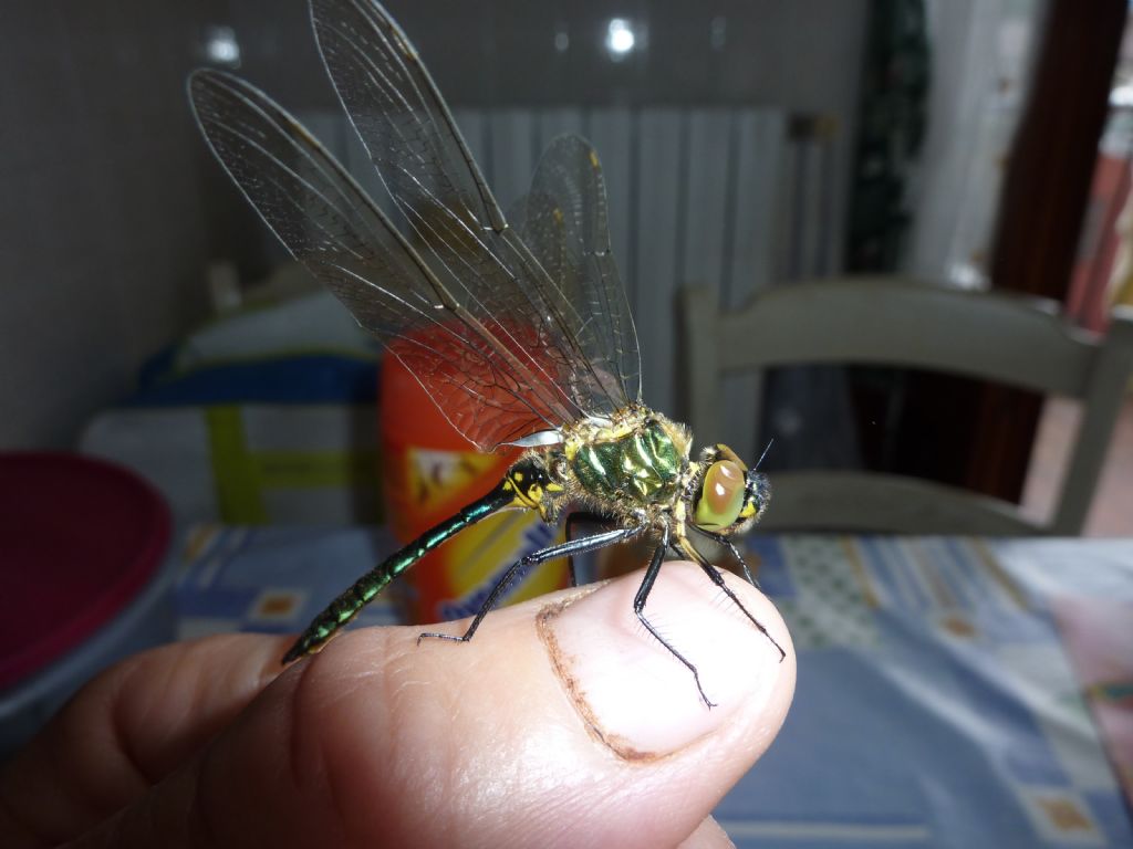 Libellula di Bellano (LC)